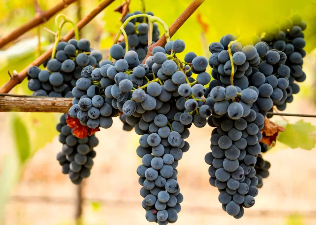 nos vins rouges