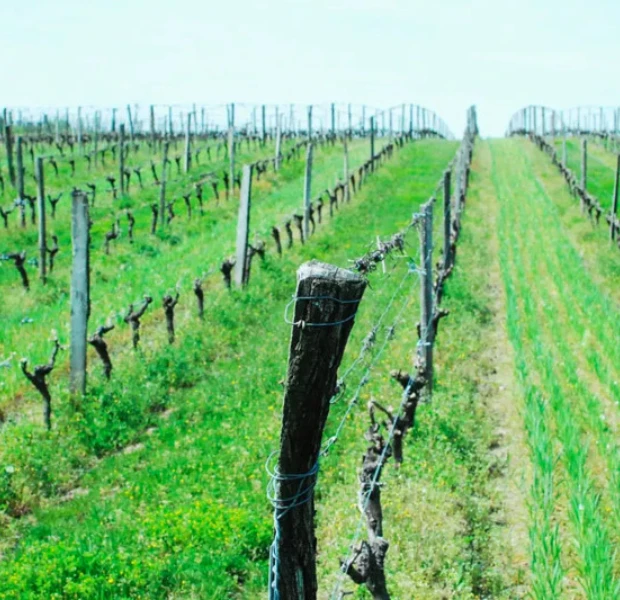 domaine cazulet