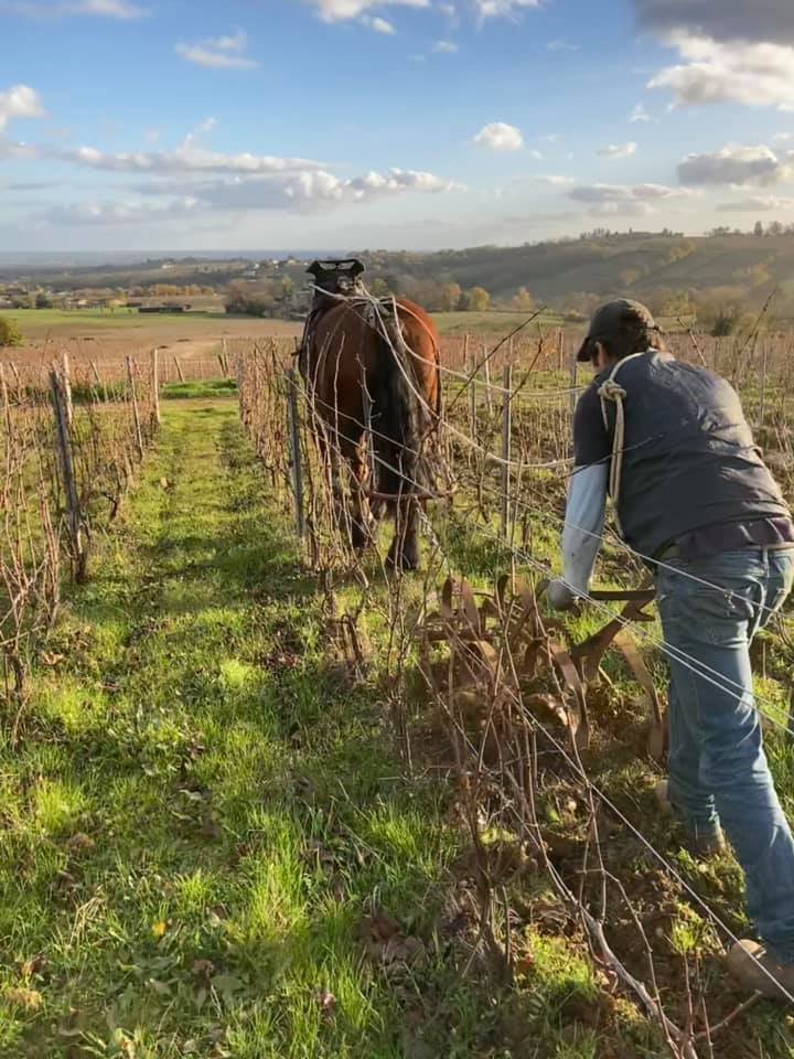 Travail à cheval dans les vignes enherbées