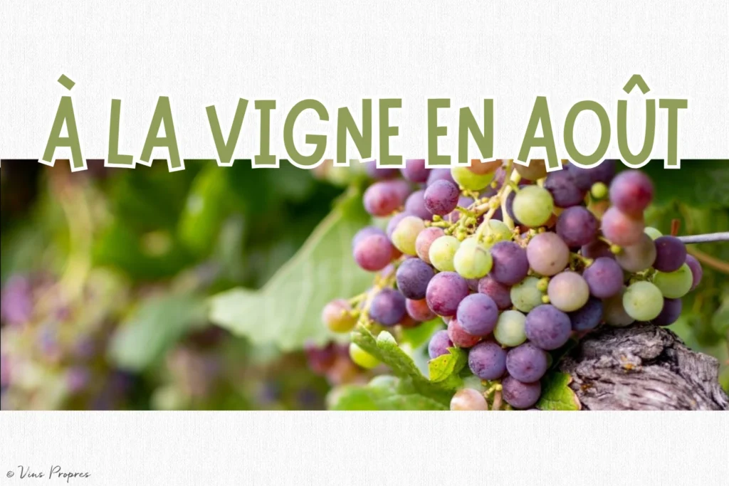 tout savoir sur le travail à la vigne en aout