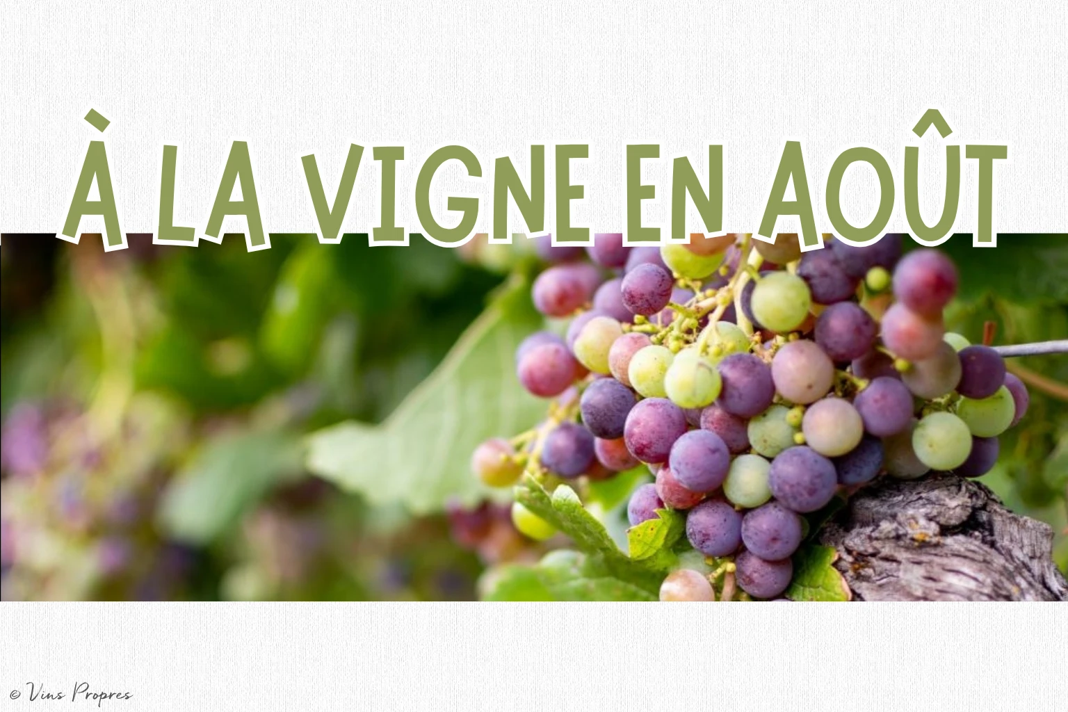 tout savoir sur le travail à la vigne en aout