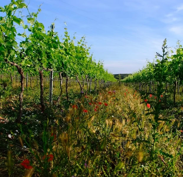 domaine de sulauze