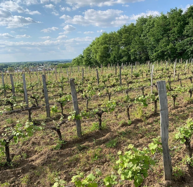 domaine dudognon