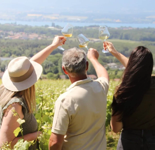 les vignes de paradis
