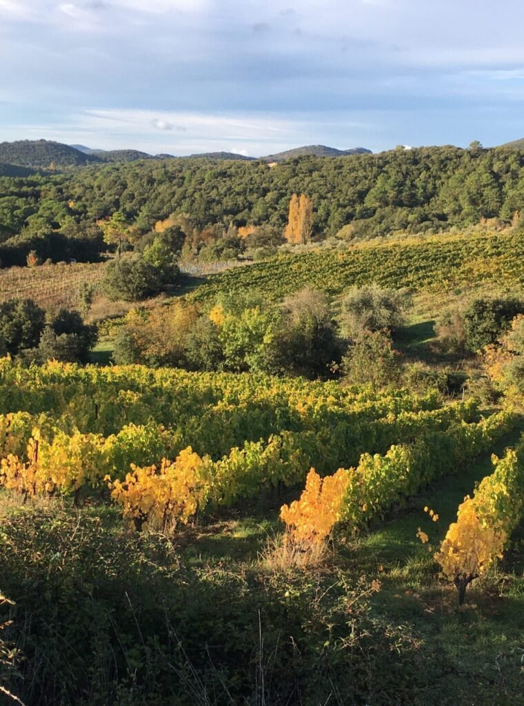boutique vins - vignes