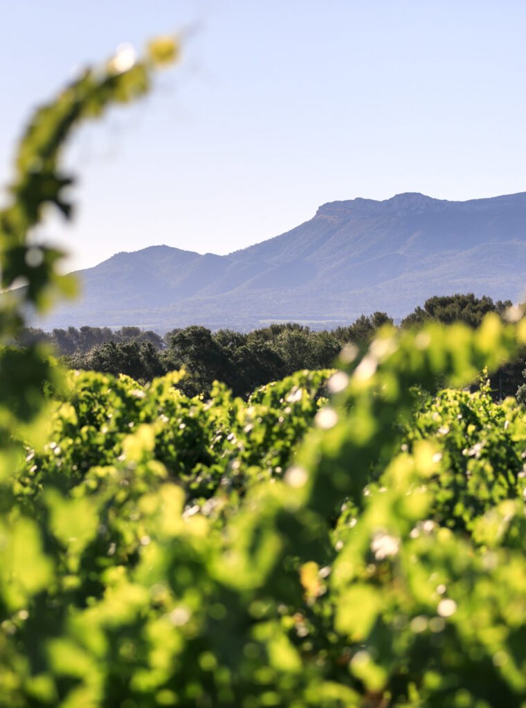 vignes mas de cadenet